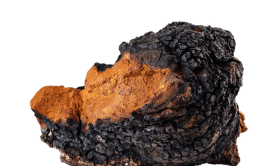 Chaga