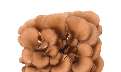 Maitake