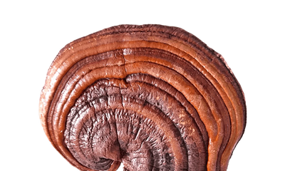 Reishi